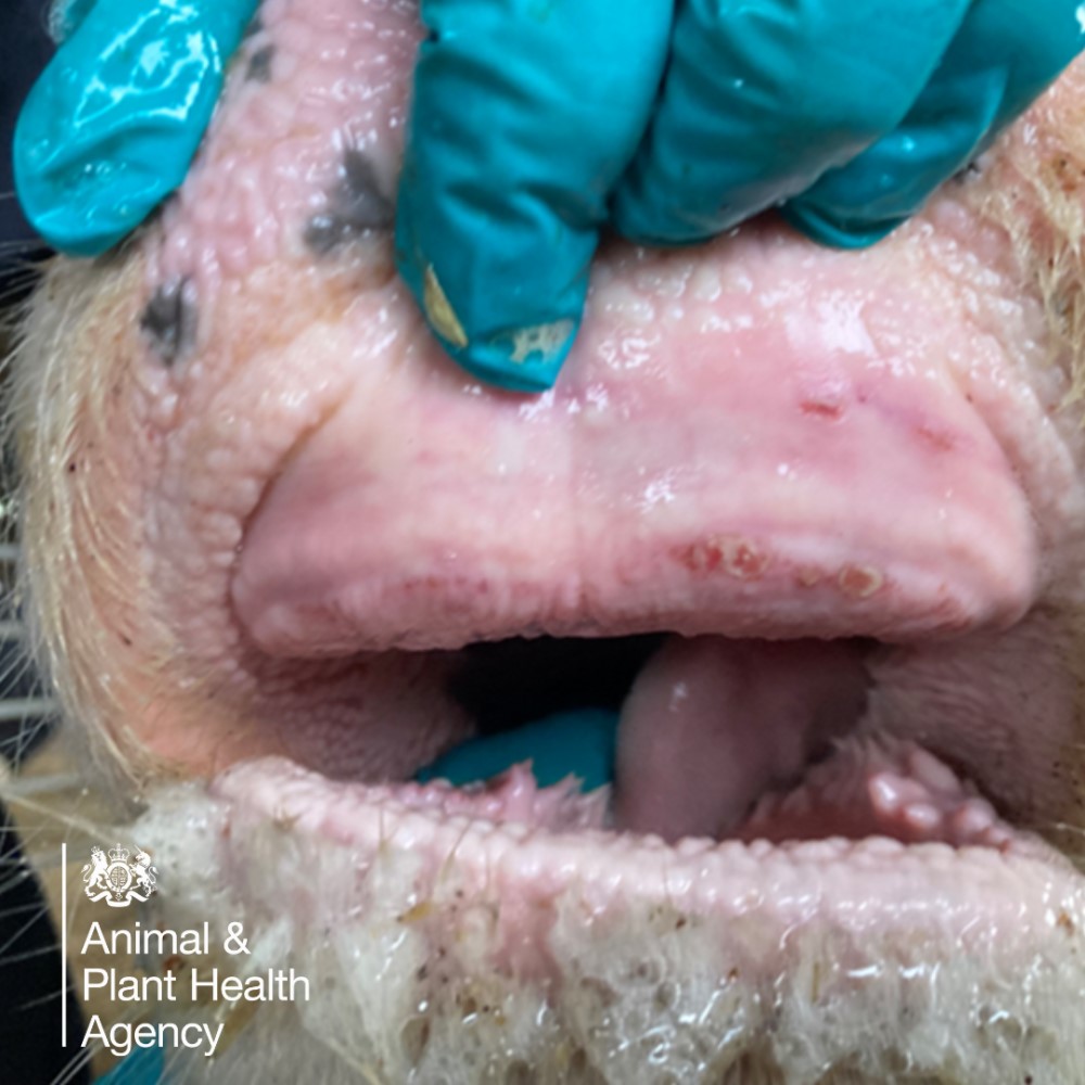 Cow with dental pad ulcers